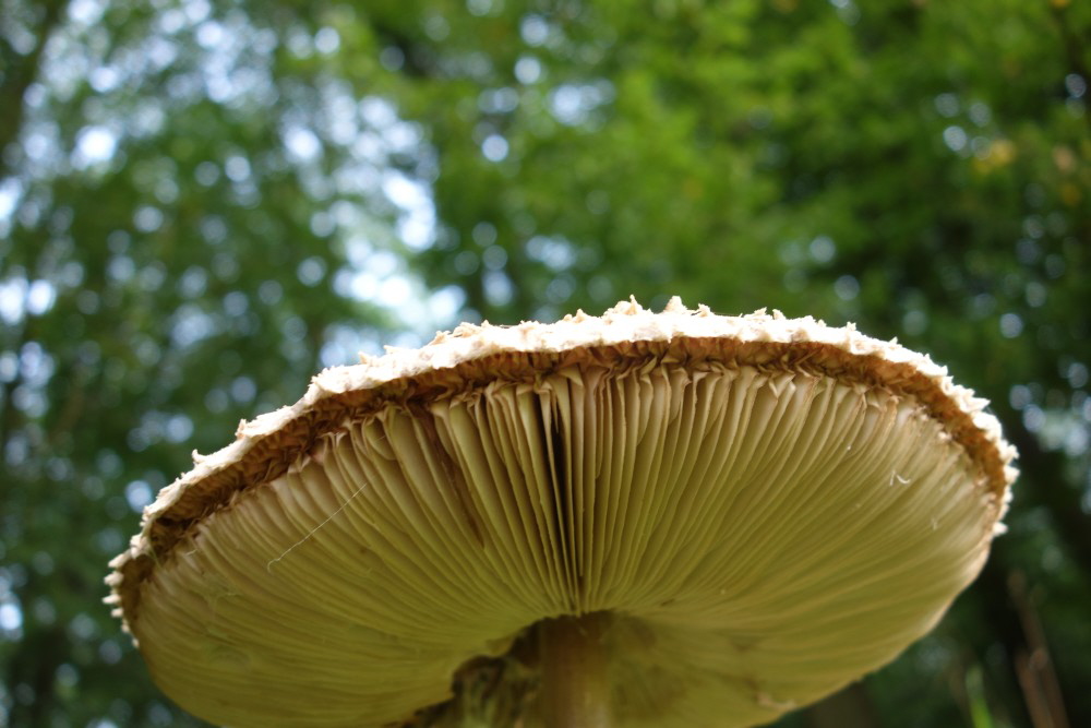 012 Pilze