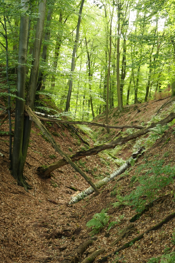 015 Wald