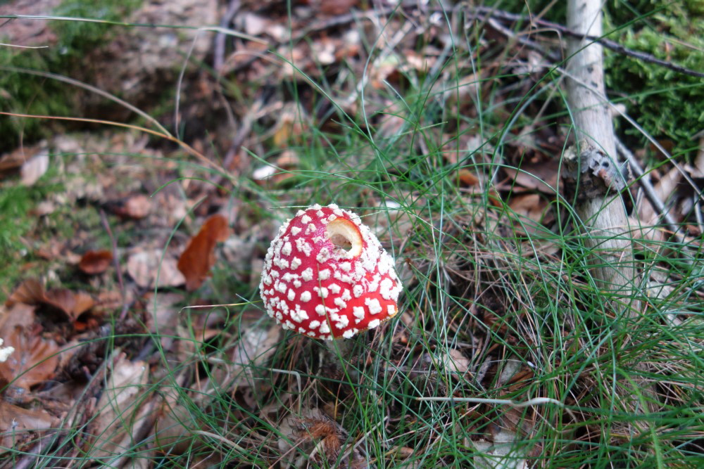 018 Pilze