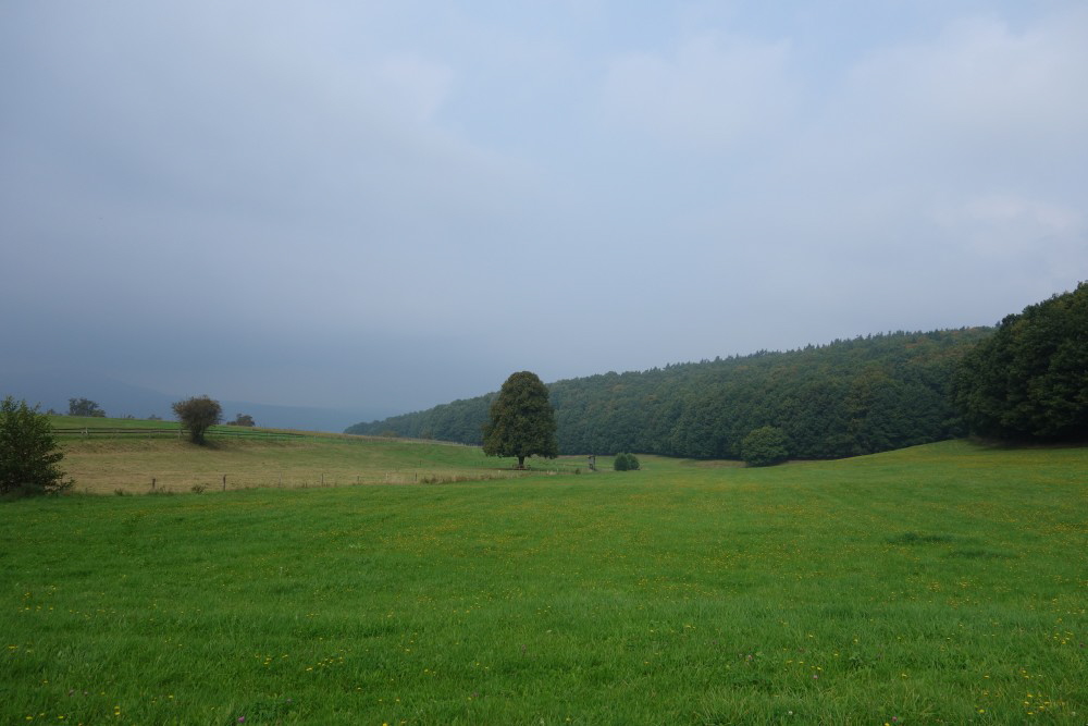 019 Ein Baum