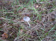 078 Pilze
