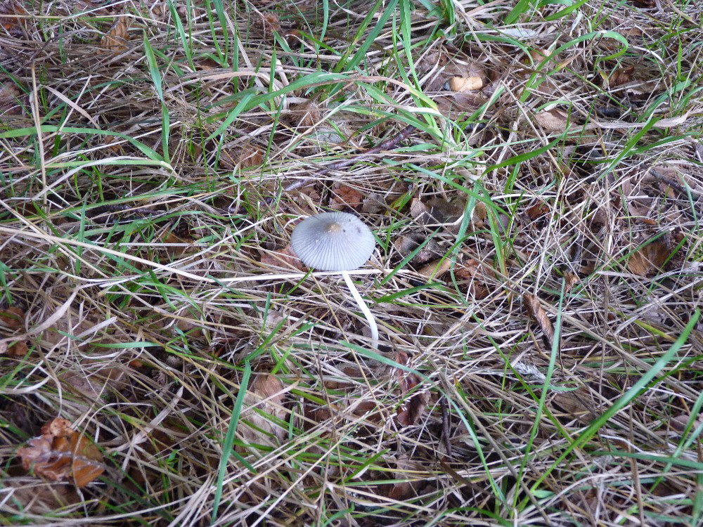 078 Pilze